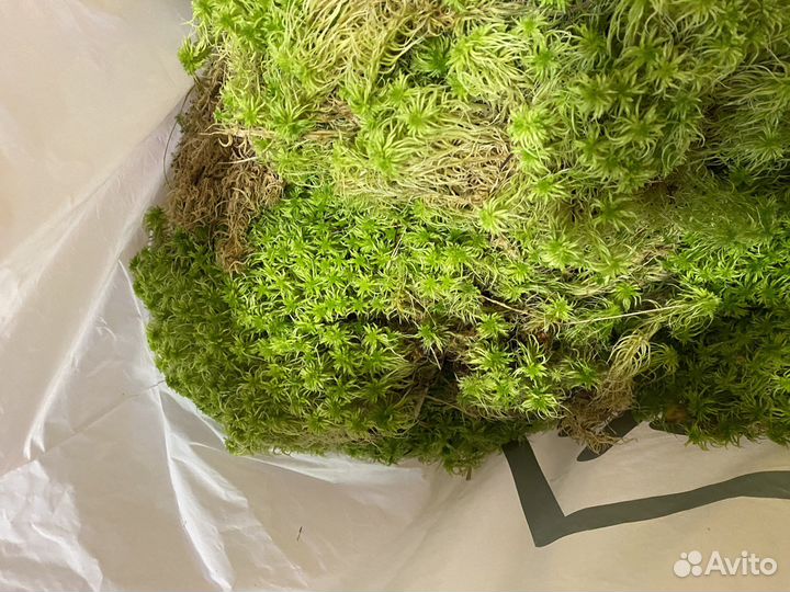 Мох сфагнум живой