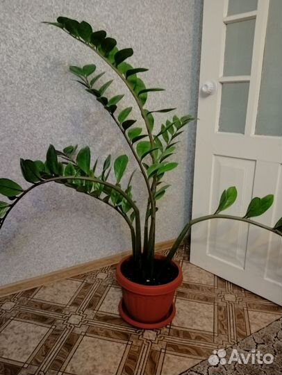 Замиокулькас