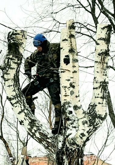 Спил деревьев