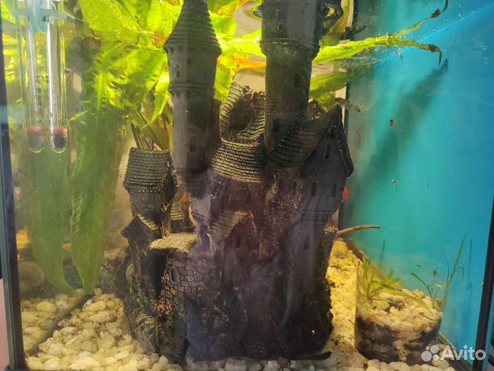 Аквариум с рыбками