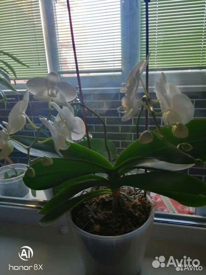 Комнатные цветы орхидеи