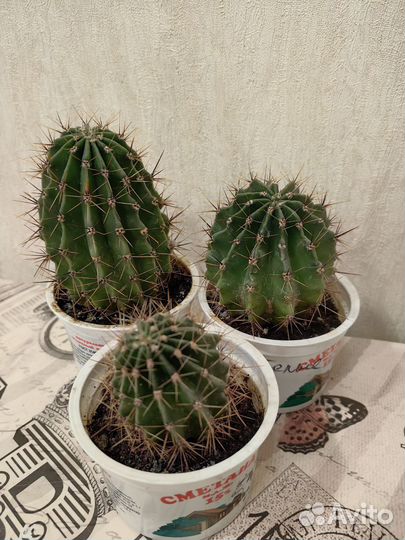 Кактус цветущий