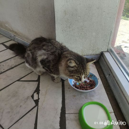 Кот бесплатно