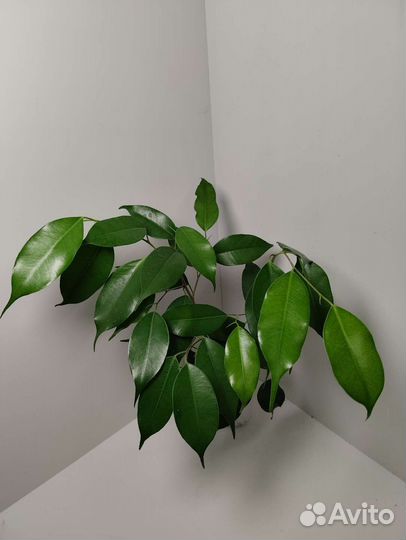 Фикус Бенджамина