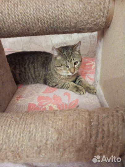 Котенок в добрые руки