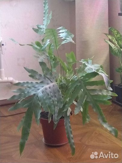 Папоротник Флебодиум Блю Стар