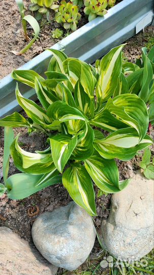 Хоста большой куст