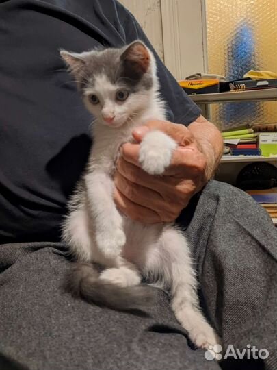 Котенок-мальчик