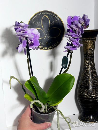 Орхидея фаленопсис Violet Queen