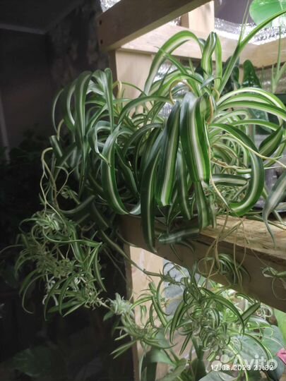 Хлорофитум кудрявый Бонни