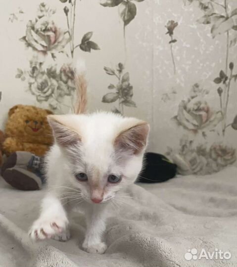 Кошка в дар бесплатно
