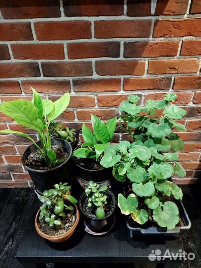 Комнатные цветы