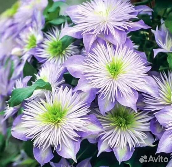 Саженцы клематиса.Много