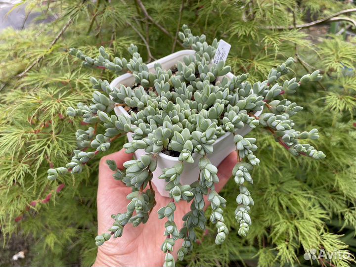 Суккуленты редкие