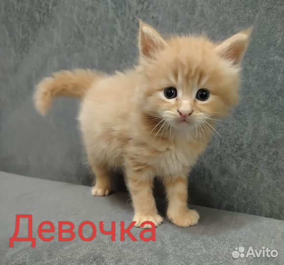 Котята мейн-кун продам