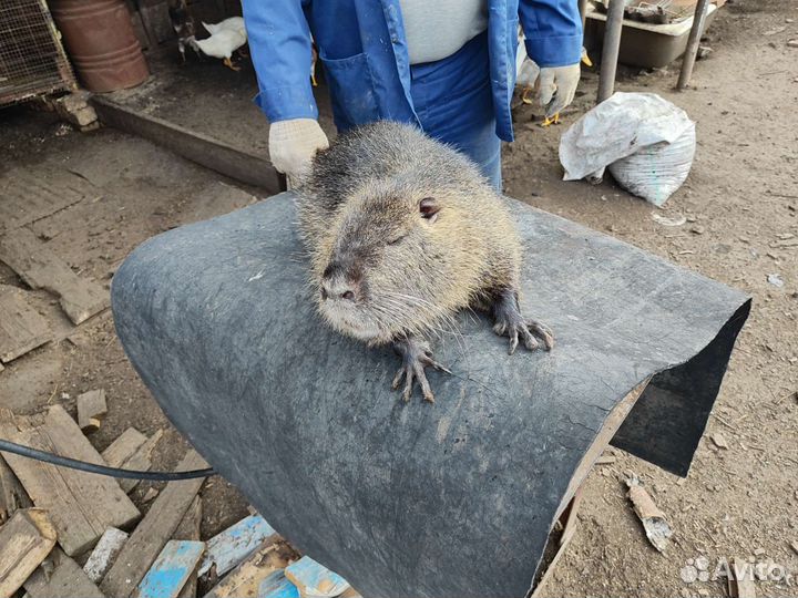 Продажа нутрии
