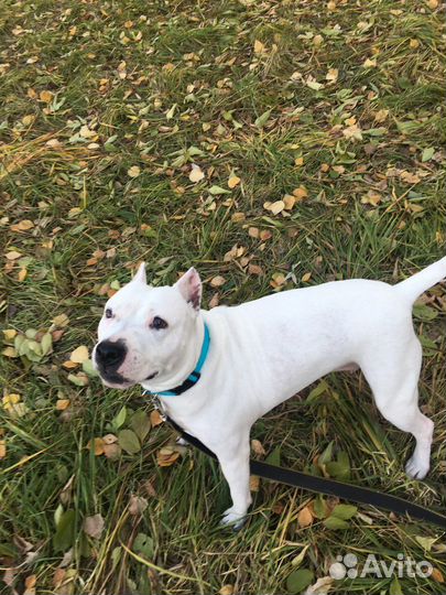 Выгул собак