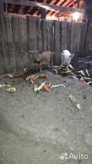 Поросята