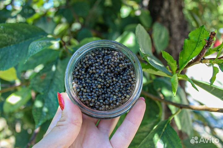 Икра царская