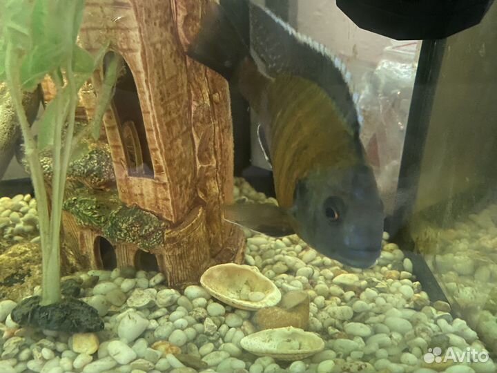 Африканская цыхлида