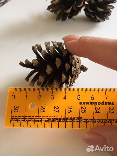 Шишки сосновые продать