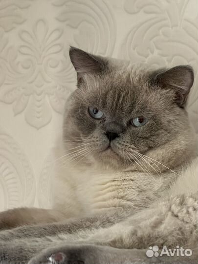 Вязка Шотландец