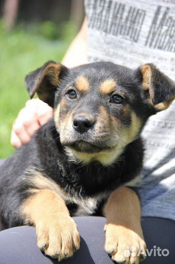 Щенки метисы хаски бесплатно