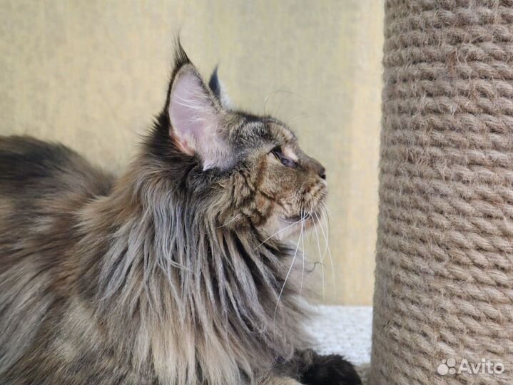 Подрощенная девочка Мейн Кун