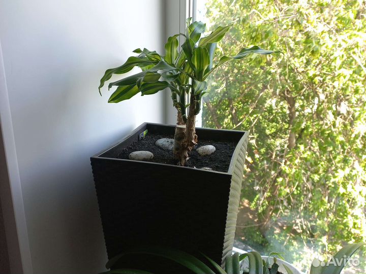 Драцена душистая