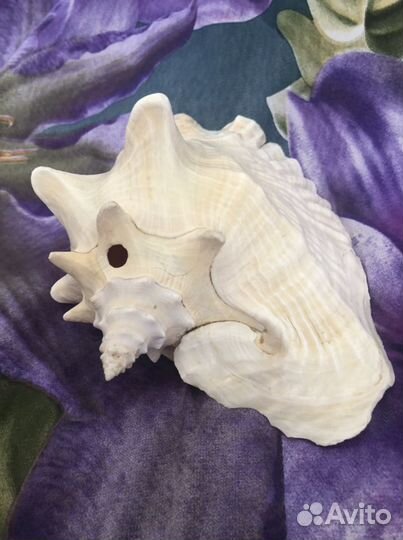 Ракушка морская большая