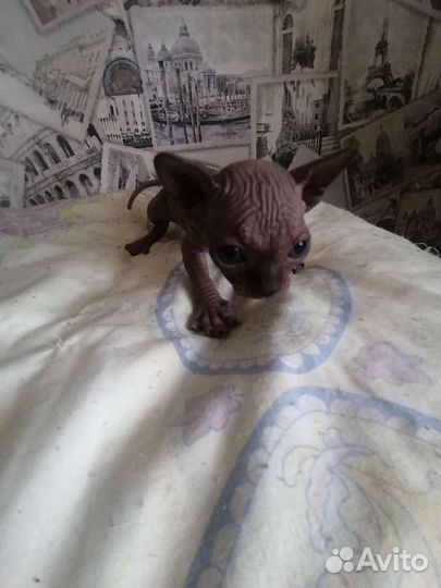 Канадский сфинкс