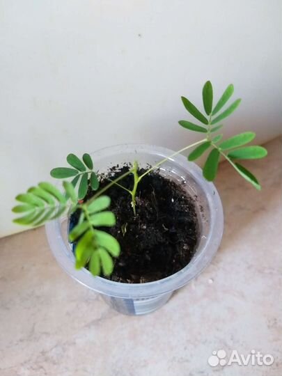 Мимоза стыдливая