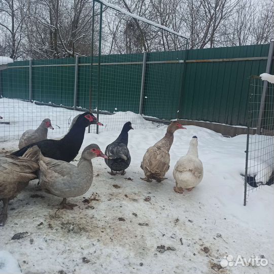 Мускусные утки