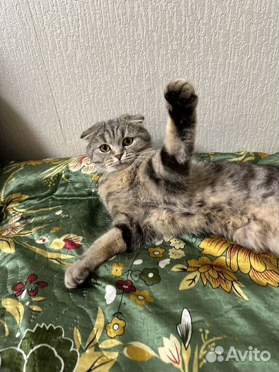 Кошечка Мая