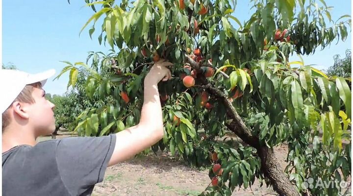 Вахта сбор фруктов в Краснодаре