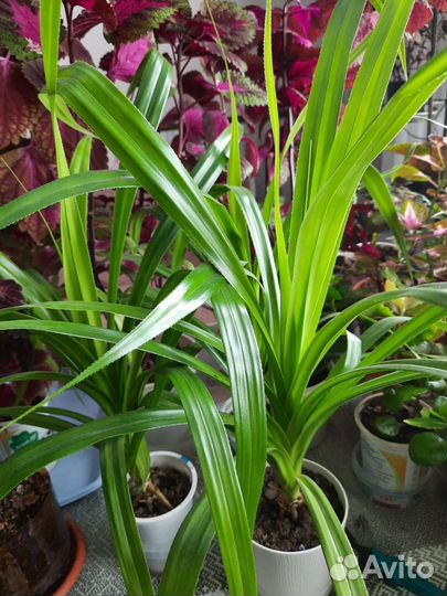 Панданус пальма