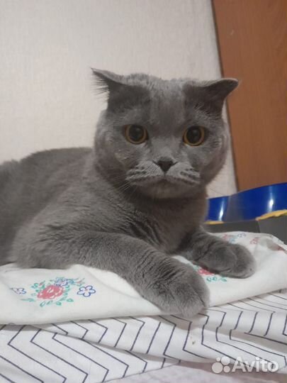 Кошечка в добрые руки