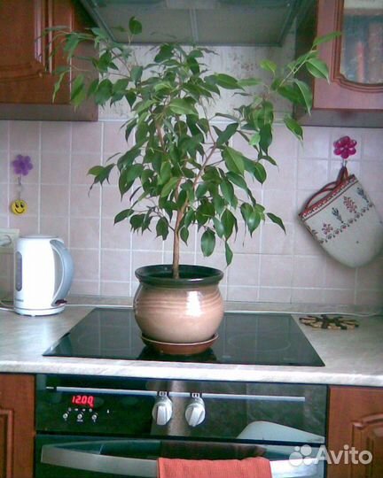 Фикусы бенджамина