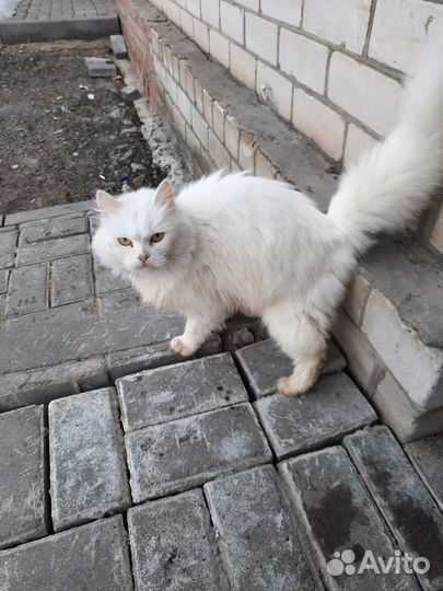 Кошки в добрые руки