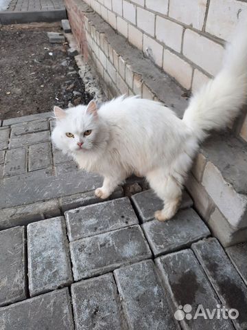 Кошки в добрые руки