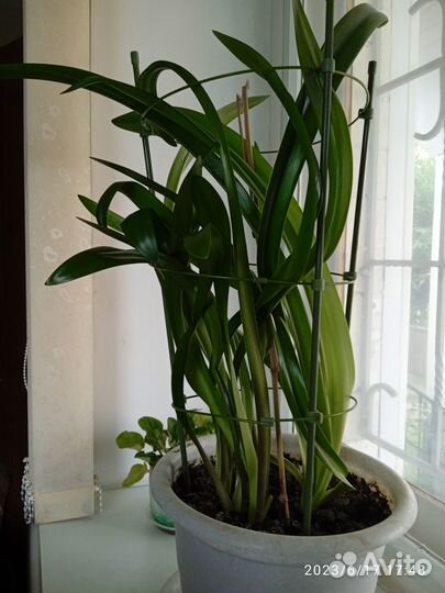 Комнатные цветы