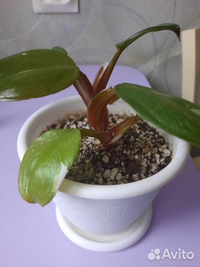 Филодендрон Белый рыцарь