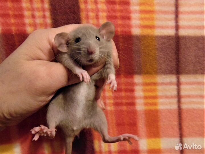 Классные крысята (крысы) дамбо от заводчика клетки