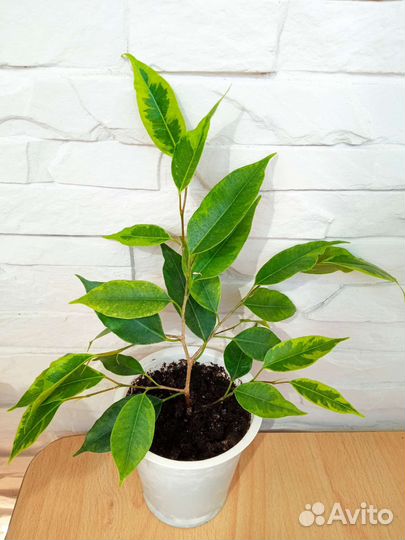 Фикус бенджамина