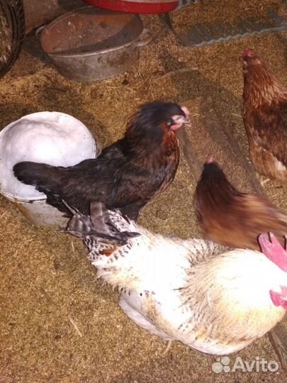 Инкубационное яйцо чешского доминанта