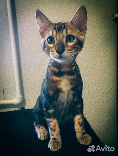 Бенгальский котенок мальчик