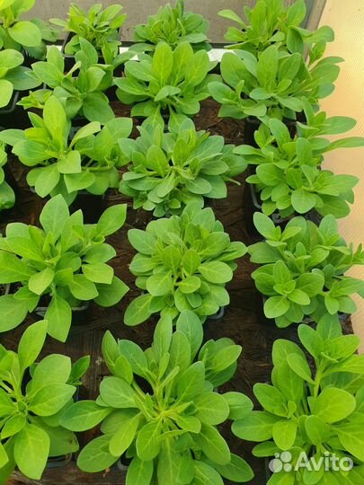 Петуния ампельная, полуампельная, каскадная