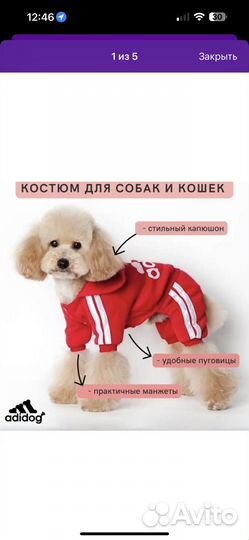 Костюм для собаки хл