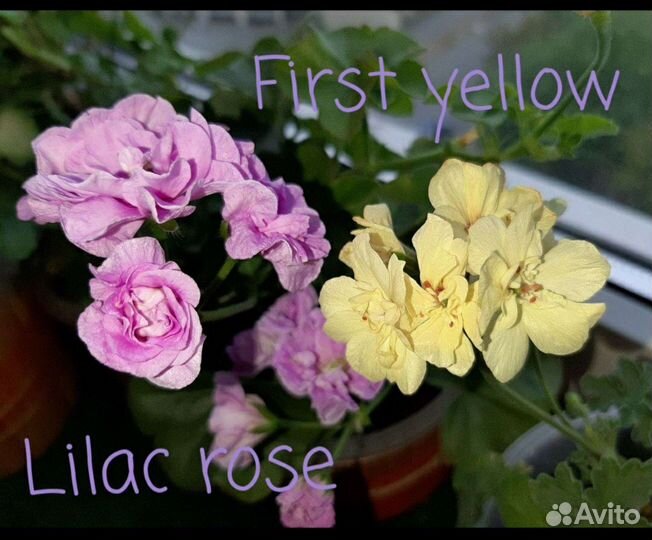 Пеларгония герань 60 сортов