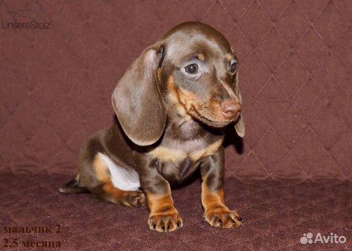 Шоколадный щенок миниатюрной (карликовой) таксы